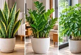 Top 3 cây cảnh phong thủy dễ trồng, hợp nhà thiếu nắng: Đặt trong nhà vẫn xanh tốt
