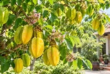 Trồng cây khế phong thủy vượng lộc cho 4 tuổi con giáp