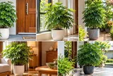 Trồng cây ngũ gia bì ở vị trí nào vừa đẹp phong thủy vừa giúp cây xanh tốt?