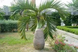 Cây cho quả quen thuộc được "hô biến" thành bonsai, vừa đẹp vừa mang ý nghĩa phong thủy, giá tiền triệu vẫn được săn lùng
