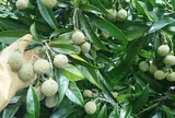 Loại quả xưa chín rụng đầy gốc nay thành đặc sản 120.000 đ/kg, trồng một lần thu hoạch nhiều năm, được ưa chuộng ở thành phố