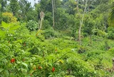 Đặc sản có tên "ngượng đỏ mặt", xưa chín rụng đầy nay được ưa chuộng giá 300.000 đ/kg, trồng một lần thu hoạch nhiều năm