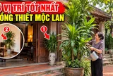 3 Vị trí tốt nhất trồng cây Thiết Mộc Lan cho gia chủ