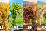 Chọn 1 bó lúa để xem tài vận của bạn đang theo xu hướng nào