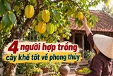 4 người hợp trồng cây khế tốt về phong thủy
