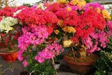 Lợi ích tuyệt vời của việc tưới mì chính vào gốc cây hoa giấy