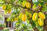Mệnh nào hợp trồng cây khế phong thủy? Nên lưu ý gì?