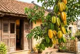 Người mệnh nào kỵ cây Khế nhất?