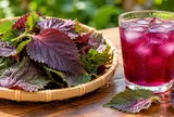 Những người nên hạn chế nước tía tô: 5 nhóm cần lưu ý