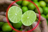 Tại sao nhiều người thích cắt đôi quả chanh rồi "bôi khắp nhà"?
