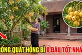 Trồng Quất Hồng Bì ở vị trí nào là tốt nhất?
