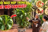 Tuổi nào hợp trồng Thiết Mộc Lan nhất?