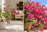 Vì sao không nên trồng cây hoa giấy trong nhà?