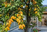 Vì sao nên trồng một cây khế trong nhà?