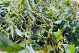 Loại quả xưa chín rụng đầy gốc nay thành đặc sản 150.000 đ/kg, trồng một lần thu hoạch nhiều năm, dân thành phố ưa chuộng