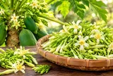 5 nhóm người nên cẩn trọng khi dùng hoa đu đủ đực