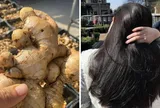 Cách gội đầu bằng gừng tươi trị rụng tóc, tóc con mọc tua tủa