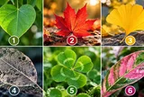 Chọn 1 chiếc lá bạn ấn tượng nhất để xem điều gì đang hạn chế bạn phát triển