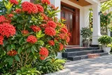 Có nên trồng cây mẫu đơn ta trước nhà? 5 điều cần biết trước khi trồng