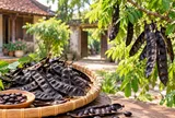 Vì sao người xưa hay dùng bồ kết nhưng lại dặn không trồng cây bồ kết trước nhà?