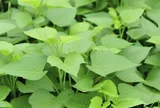 Loại rau lớn nhanh như thổi, giàu dưỡng chất, trồng một lần thu hoạch nhiều lần giúp nông dân làm giàu