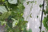 Loại quả mọc bờ rào xưa chín rụng đầy, nay thành đặc sản có hương vị đặc biệt 40.000 đ/kg, trồng một lần thu hoạch nhiều năm