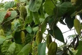Loại quả mọc bờ rào xưa chín rụng đầy gốc nay thành đặc sản 80.000 đ/kg, trồng một lần thu hoạch nhiều năm, người thành phố ưa chuộng