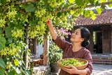 3 vị trí trồng hoa thiên lý gia chủ hưởng Lộc bền