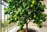 Mệnh nào kỵ trồng cây chanh?