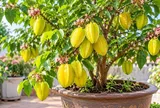 Trồng cây khế phong thủy trong chậu: Nhớ mẹo này để cây xanh tốt lâu năm, quả sai trĩu cành