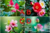 Trắc nghiệm: Chọn 1 bông hoa, bóc trần người ấy yêu bạn thật lòng hay đang âm thầm toan tính