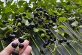 Loại quả mọc bờ rào xưa chín rụng đầy gốc nay thành đặc sản 85.000 đ/kg, trồng một lần thu hoạch nhiều năm, được ưa chuộng ở thành phố