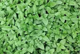 Cây dại mọc bờ rào nay thành đặc sản nổi tiếng, trồng một lần thu hoạch nhiều năm, giá 80.000 đồng/kg người thành phố ưa chuộng