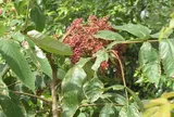 Loại quả xưa chín rụng đầy nay thành đặc sản 300.000 đ/kg, trồng một lần thu hoạch nhiều năm, du khách thích thú