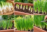Cách trồng hành lá trong chậu từ gốc hành: 5 mẹo giúp hành xanh tốt, cắt ăn nhiều lần