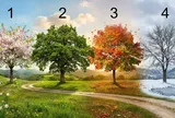 Chọn 1 cái cây bạn ấn tượng nhất sẽ nói trước con đường công danh của bạn