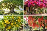 Hãy chọn 1 loài cây mà bạn thích nhất