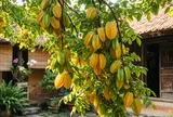 Tại sao nhà giàu thích trồng cây Khế trong nhà?