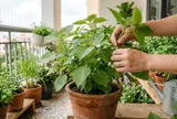 Trồng tía tô tại nhà để ăn, nhớ 4 điều này để cây xanh tốt, hái được lâu