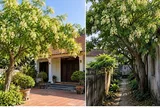 Vì sao người xưa thích trồng cây hoa hòe trước nhà nhưng lại kiêng phía sau?