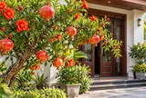 Vì sao nhiều nhà thích trồng cây lựu cảnh trước nhà?