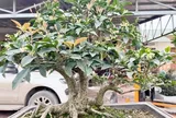 Cây lạ tên đẹp tỏa mùi thơm đặc biệt “lên chậu” thành siêu phẩm bonsai, mang lại may mắn, có cây giá 1,6 tỷ đồng