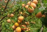 Loại quả xưa chín rụng đầy gốc nay thành đặc sản 60.000 đ/kg, trồng một lần thu hoạch nhiều năm, người thành phố ưa chuộng