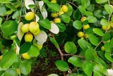 Loại quả tốt trên thế giới, Việt Nam trồng bạt ngàn thành đặc sản chỉ từ 30.000 đ/kg, thu hoạch nhiều năm