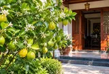 Trồng cây chanh trước nhà: Không chỉ lấy lá, lấy quả, nhiều gia đình còn gửi gắm 4 ý nghĩa này