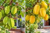Trồng cây khế chua hay khế ngọt trước nhà mang ý nghĩa phong thủy tốt hơn?