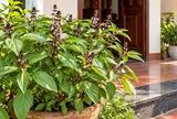 Vì sao nhiều người trồng cây húng quế trước nhà?