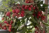 Loại quả xưa chín rụng đầy gốc nay thành đặc sản 90.000 đ/kg, trồng một lần thu hoạch nhiều năm, được ưa chuộng ở thành phố