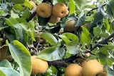 Loại quả tốt trên thế giới, Việt Nam trồng bạt ngàn thành đặc sản giá 95.000 đ/kg, thu hoạch nhiều năm