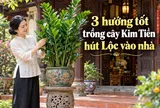 3 hướng tốt trồng cây Kim Tiền hút Lộc vào nhà